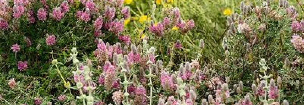 Lila und gelbe Blumenwiese